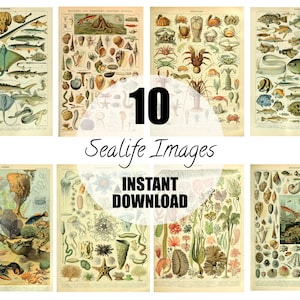 10 Ocean and Fish Posters by Adolphe Millot, Wall Hanging, Artwork, Instant Download, Set of Three INSTANT DOWNLOAD, Free Commercial Licence