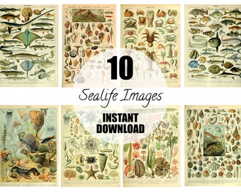 10 Ocean and Fish Posters by Adolphe Millot, Wall Hanging, Artwork, Instant Download, Set of Three INSTANT DOWNLOAD, Free Commercial Licence