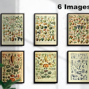 Vintage Obst und Gemüse Illustrationen – Jugendstil Larousse illustré – Instant Digital Download INSTANT DOWNLOAD, Kostenlose kommerzielle Lizenz