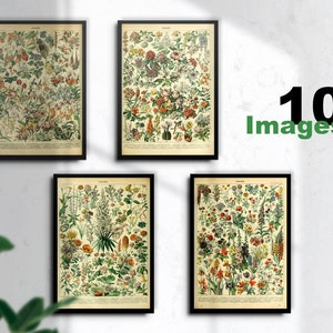 ヴィンテージ植物イラスト – Nouveau Larousse illustré – インスタントデジタルダウンロード インスタントダウンロード、無料商用ライセンス
