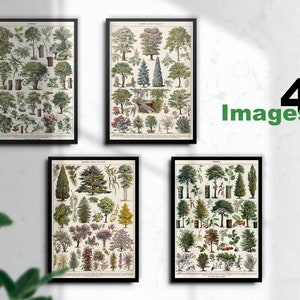 Set van 4 Forrest Trees Illustratie Vintage Prints- Instant Download - Trees Poster - Trees Art - Home Decor - Home Art - Larousse Cart