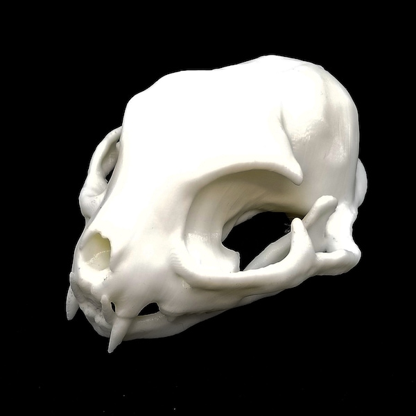 Domestic Cat Skull • Replica Animal Skull • 3D Printed