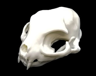 Czaszka kota domowego • Replika czaszki zwierzęcia • Druk 3D