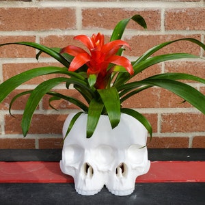 Large Conjoined Skull Planter Gothic Home Garden Decor 3D Printed image 2