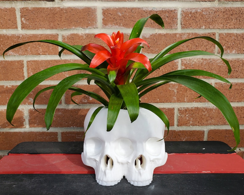 May include: A white ceramic skull planter with two eye sockets and a nose, holding a green bromeliad plant with a red flower.