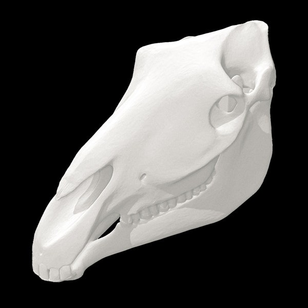 Crâne de cheval • Réplique de crâne d'animal • Imprimé en 3D