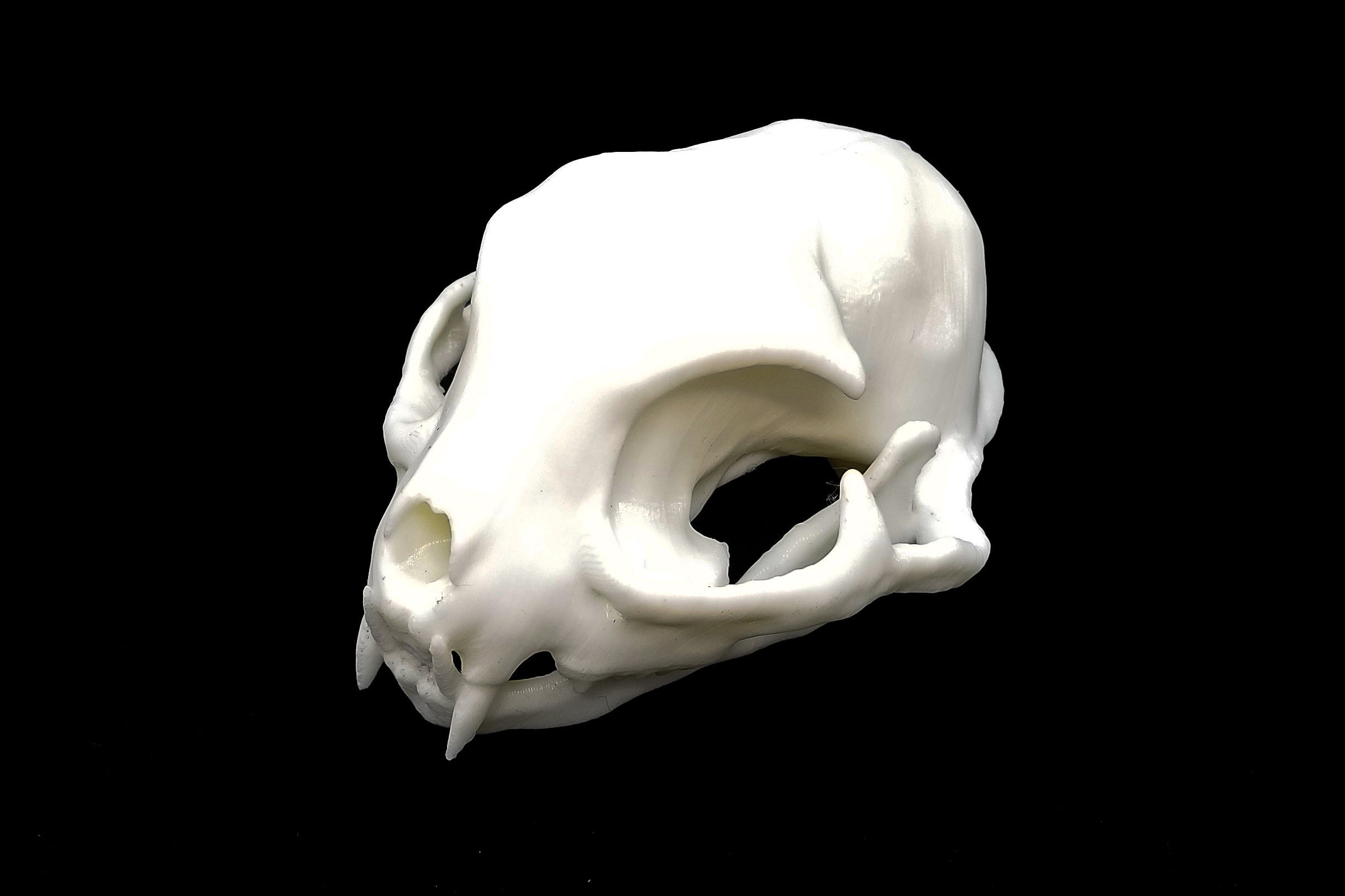  POPETPOP 2pcs Cat Skull Realistic Animal Skull Bone