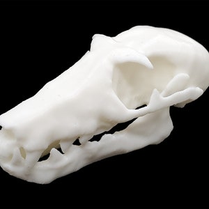 Cave Nectar Bat Skull • Replica Animal Skull • 3D Printed