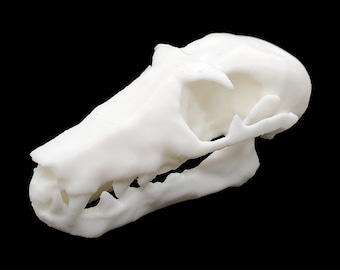 Höhlennektar-Fledermausschädel • Nachbildung eines Tierschädels • 3D-gedruckt