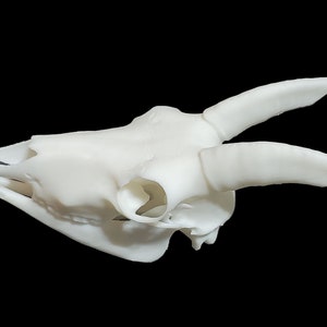 Goat Skull • Replica Animal Skull • 3D Printed