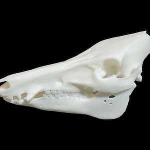 Wild Boar Skull • Replica Animal Skull • 3D Printed