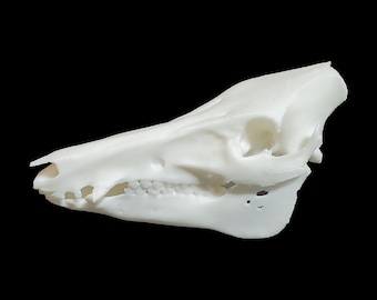 May include: A white 3D printed animal skull, possibly a pig or boar, with visible teeth and jawbone.