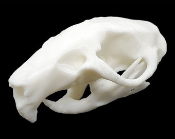 カピバラの頭蓋骨レプリカ（博物館品質） - Etsy 日本