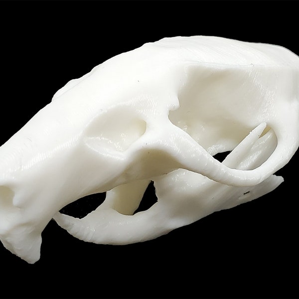 Ricefield Rat Skull • Replica Animal Skull • 3D Printed