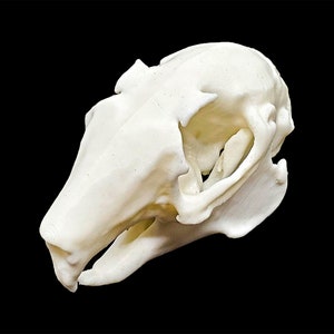 Indian Hare Skull • Replica Animal Skull • 3D Printed