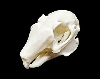 Indian Hare Skull • Replica Animal Skull • 3D Printed