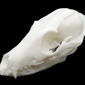 Red Fox Skull • Replica Animal Skull • 3D Printed