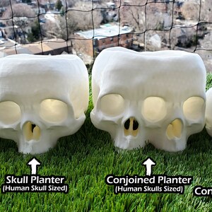 May include: Four white skull planters, two single skulls and two conjoined skulls, are arranged on a green artificial grass surface. The single skulls are labeled "Skull Succulent (Human Fist Sized)" and "Skull Planter (Human Skull Sized)". The conjoined skulls are labeled "Conjoined Succulent (Human Fist Sized)" and "Conjoined Planter (Human Skulls Sized)".