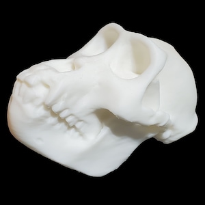 Chimpanzee Skull • Replica Animal Skull • 3D Printed