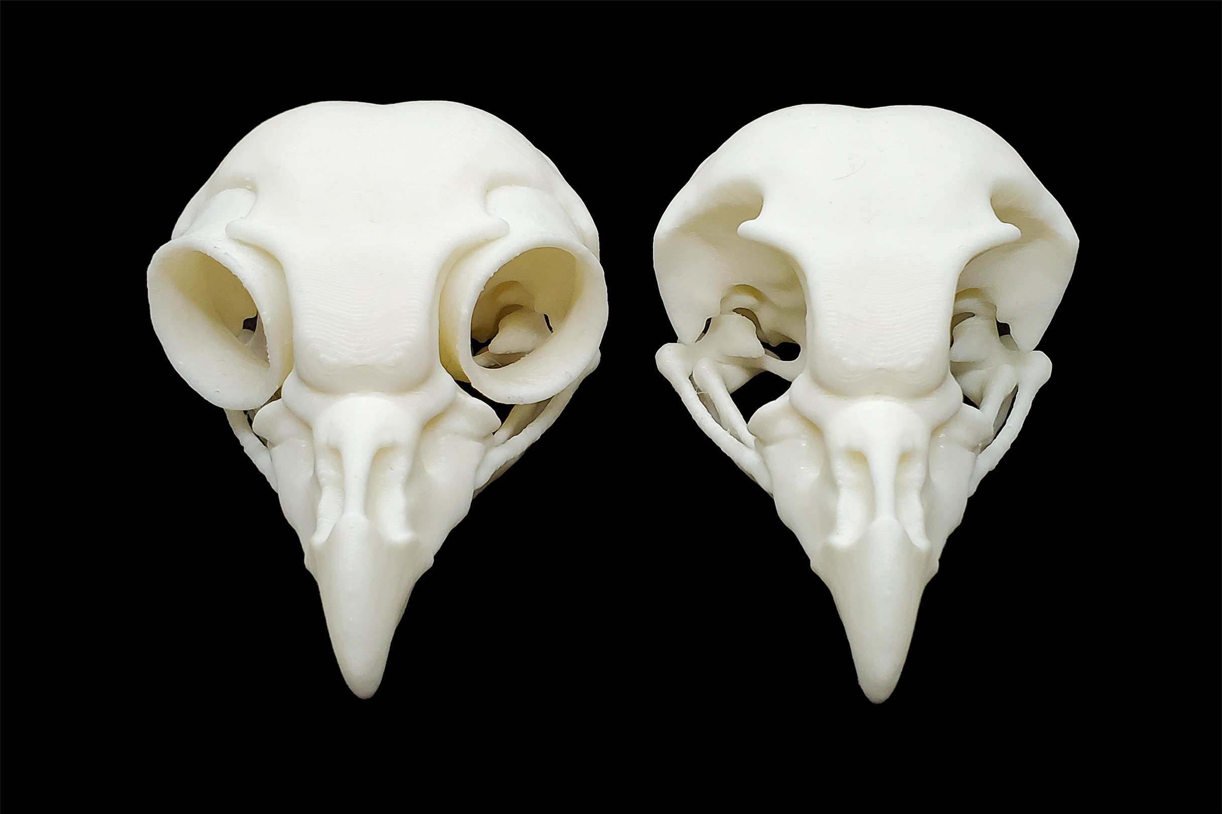 グレートフクロウの頭蓋骨（硬化環付き） • レプリカ動物の頭蓋骨 • 3D