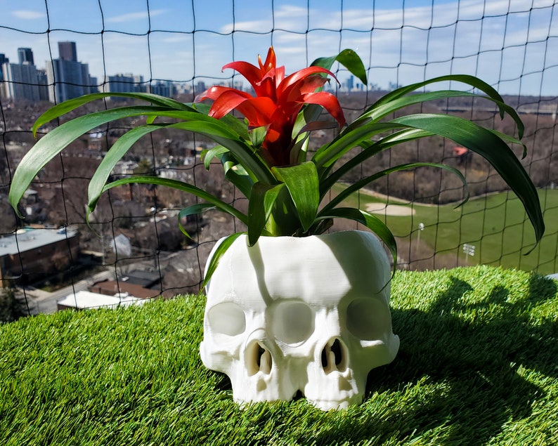May include: A white skull planter with two eye sockets and a nose, holding a red bromeliad plant. The planter is sitting on a green artificial grass surface.