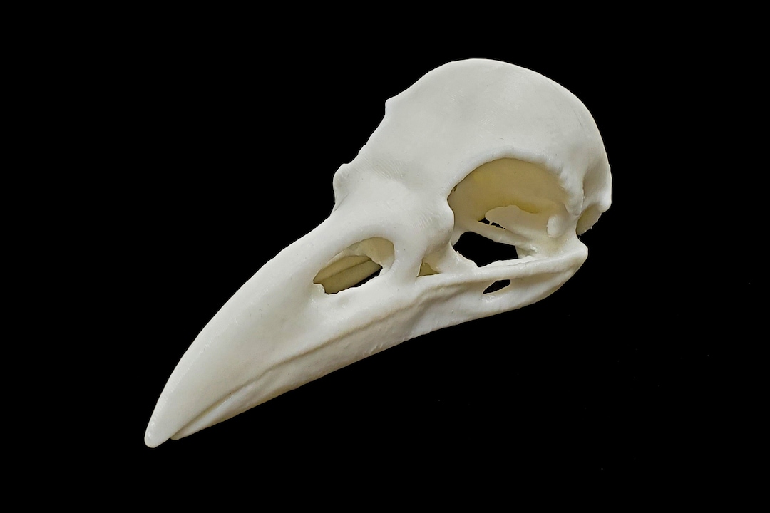 Carrion Crow Skull Replica Animal Skull 3D Printed Etsy