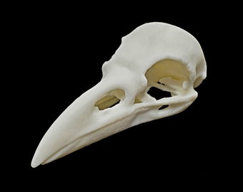 Carrion Crow Skull || Vegan Friendly Renewable Material Ethically Sourced Replica Skull 3D printed Avian Raven Skull Gothic Home Decor