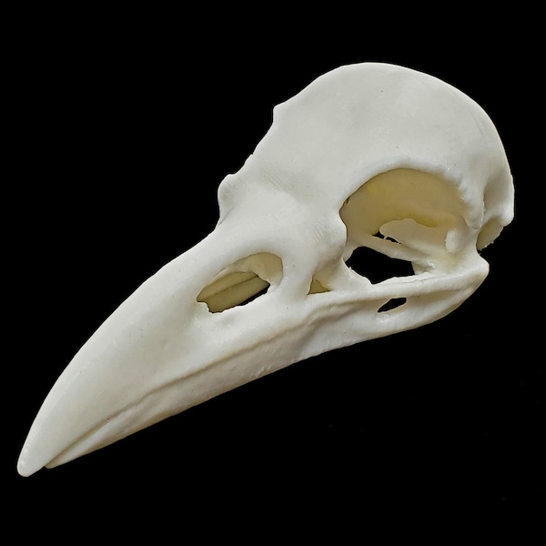 Carrion Crow Skull • Replica Animal Skull • 3D Printed