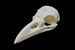 Carrion Crow Skull || Vegan Friendly Renewable Material Ethically Sourced Replica Skull 3D printed Avian Raven Skull Gothic Home Decor 