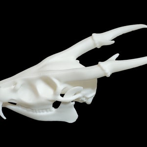 Muntjac Deer Skull • Replica Animal Skull • 3D Printed