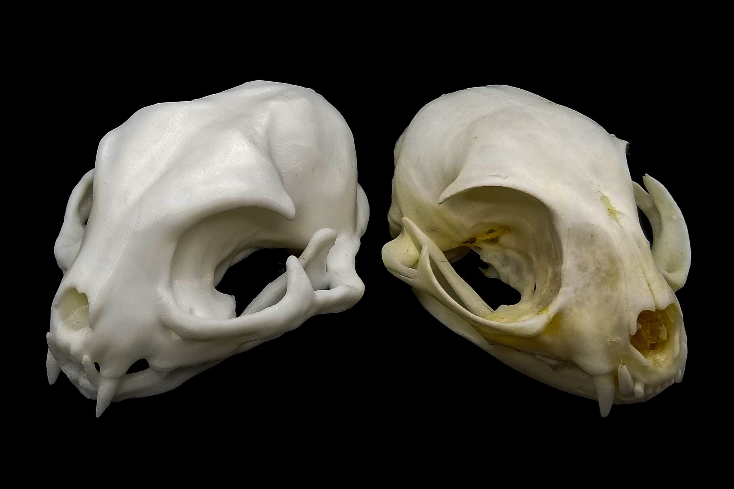 飼い猫の頭蓋骨 • レプリカ動物の頭蓋骨 • 3Dプリント - Etsy 日本