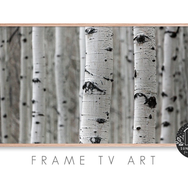 Samsung Frame Tv Art -  Winter, Aspen, Tree, Forest, Outdoor, Nature, Seasonal, Bark, Texture, Photography, Instant Download