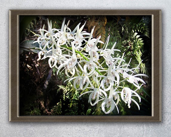 Orquídea australiana de roca nativa Flores australianas - Etsy España
