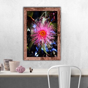 Australian Native Pink Flowering Gum* Australian Flowers* Pink Flower* Digital Photography* Digital Download* Australian Plants* Plants