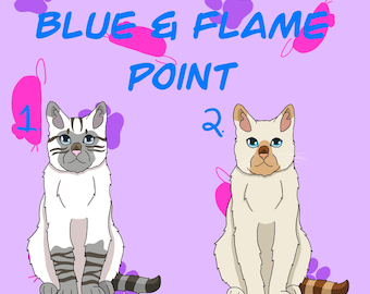 May include: Two white cats with blue eyes, one with grey markings and the other with brown markings, sitting on a purple background with pink paw prints. The text "BLUE & FLAME POINT" is above the cats.