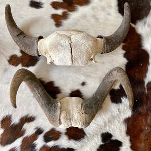 Water Buffalo skull caps