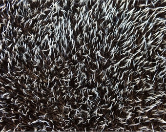 Realistic Hedgehogs Mohair  Fabric - 25x33 cm