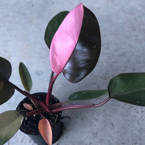 Philodendron pink princess