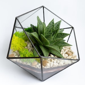 Op de afbeelding: Geometrisch terrarium met een vetplant. De glazen container heeft een zwart metalen frame en bevat een groene vetplant, kleine witte steentjes en felgroen mos. Een decoratieve kamerplant.