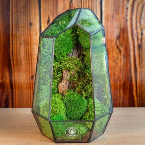 Moss terrarium | Geometric glass plant terrarium Crystal  | No care | Open terrarium | Mini garden | Ideal gift | Mossarium | Preserved Moss