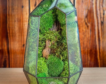 Geometric Glass Moss Terrarium: Preserved Moss Mini Garden, Plant terrarium