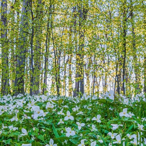 PRINT:  Carpet of Trilliums