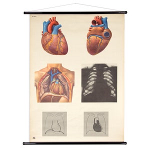 Vecchia originale vintage scuola wall card il cuore I uomo petto anatomia poster consiglio didattico rotolo carta biologia DHM Dresda GDR