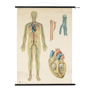 Alte Original Vintage Schulwandkarte Mensch Blutkreislauf Anatomie Plakat Lehrtafel Rollkarte Biologie DHM Dresden DDR