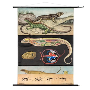 Original Vintage Schulwandkarte Zauneidechse Anatomie Plakat Rollkarte Biologie Natur Zoologische Lehrtafel Jung-Koch-Quentell Hagemann