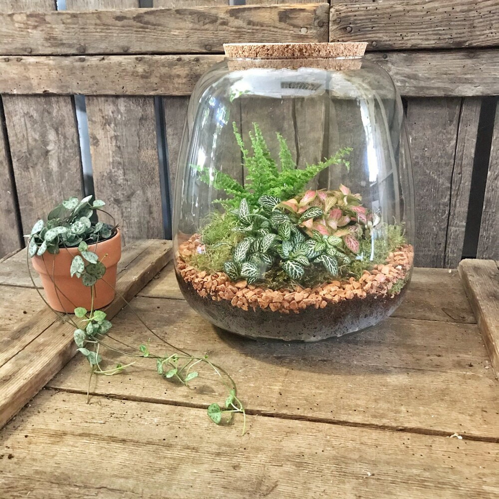 Mix of 5 terrarium plants Typically includes ferns Fittonia Etsy