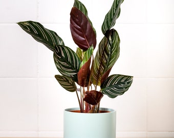 Calathea Sanderiana Houseplant | 7-14cm Pot | Pinstripe Plant Calathea Prayer Plant | Pink Plant | Gift Idea of Plant Lovers
