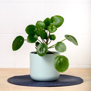 Pilea peperomioides | Chinese Money Plant Houseplant | 6cm or 12cm Pot | Circular Leaf Plant | Housewarming Gift | Pet Safe Plant