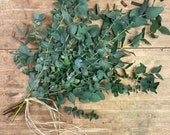 Fresh Eucalyptus Bunch | Foliage Bundle | Scented Eucalyptus | Spa Shower Eucalyptus | NEW SEASON Great Quality | 65cm stems