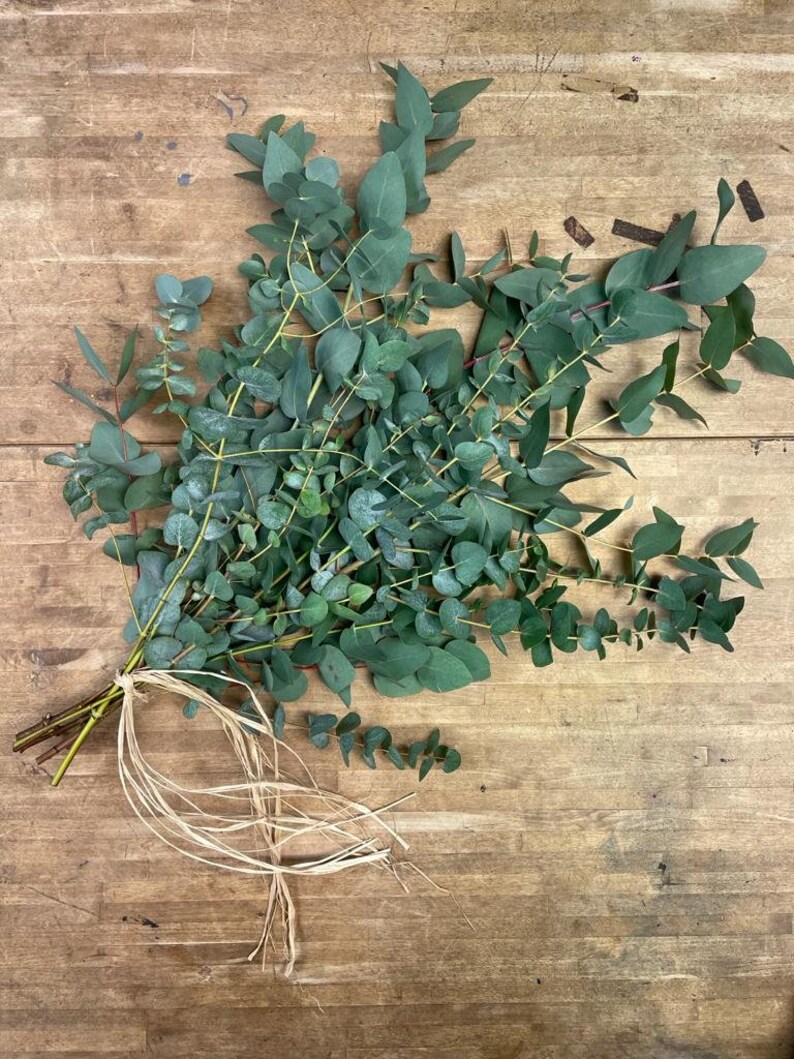 Fresh Eucalyptus Bunch Foliage Bundle Scented Eucalyptus Etsy UK